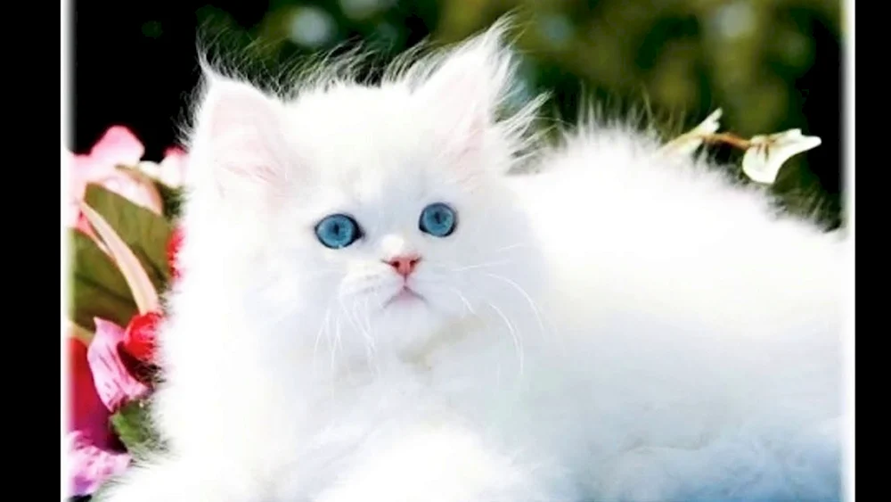 Blauäugige Ragdoll-Katze