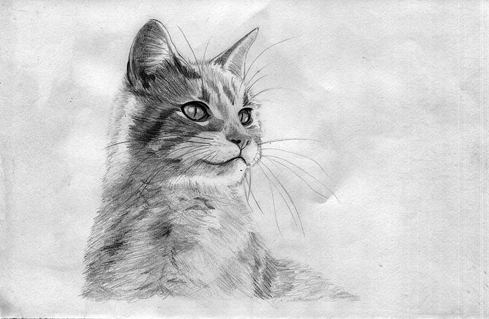 Katzenzeichnen