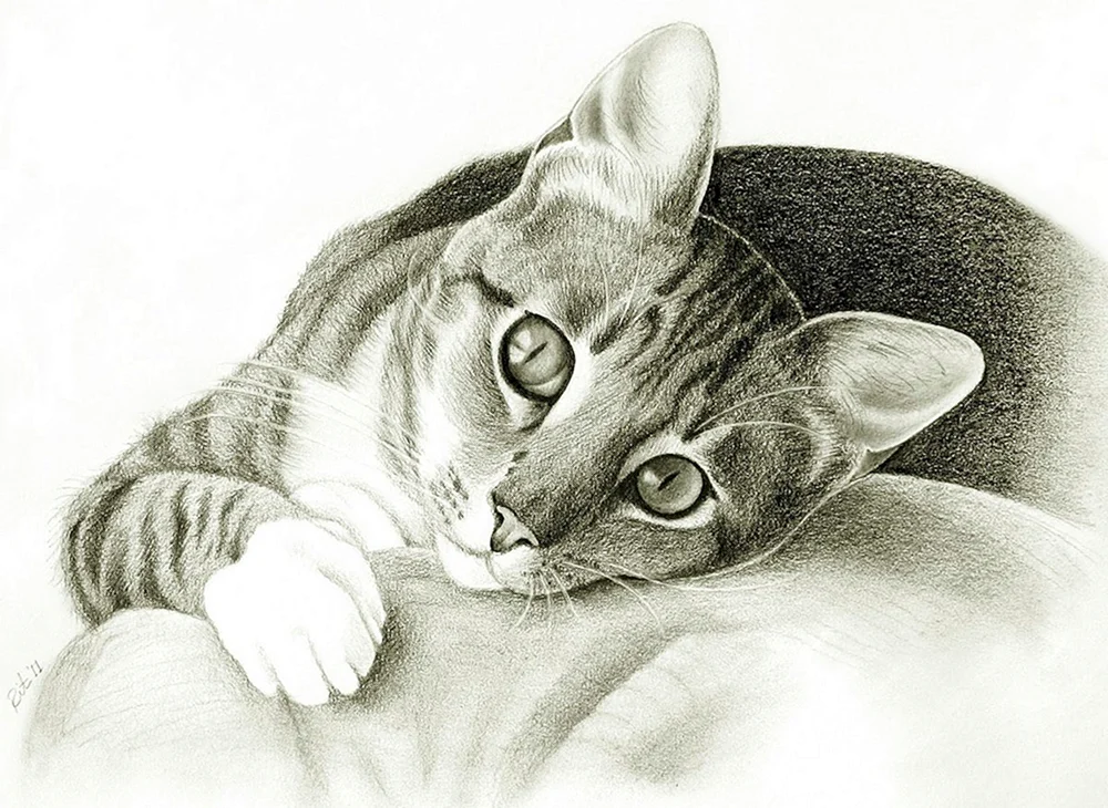 Katzenzeichnungen