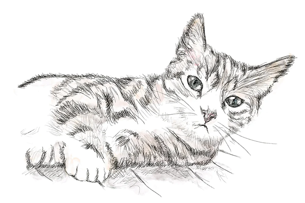 Katzenzeichnung