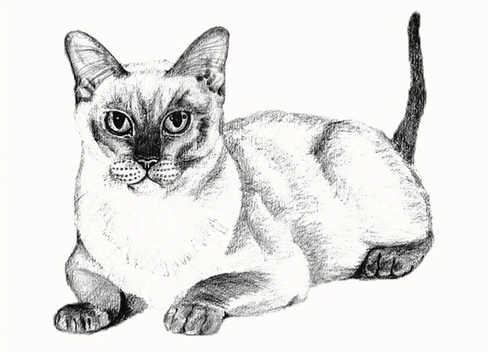 Sketch-Tiere