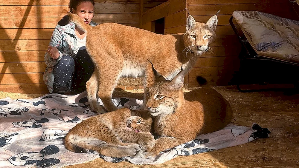 Leningrad Zoo Lynx
