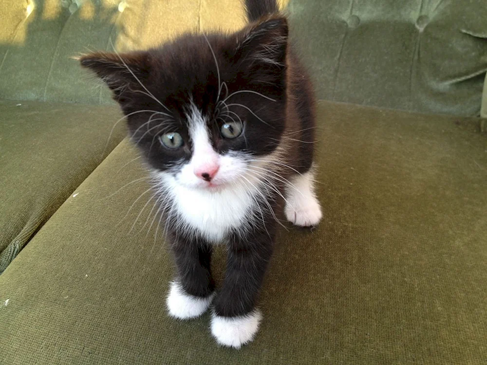 Schwarze Katze mit weißer Brust