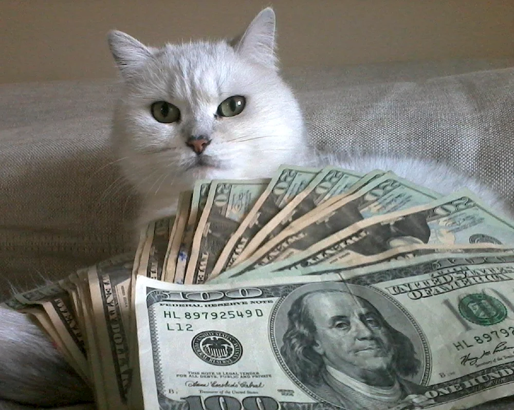 Katze mit Geld