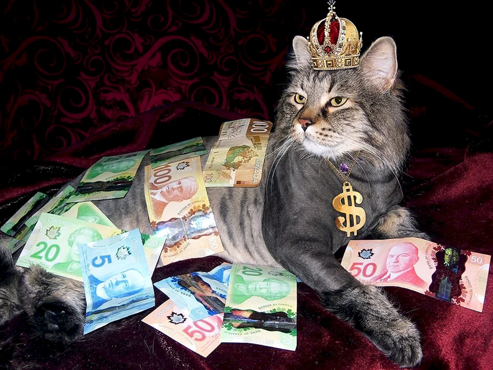 Katze mit Geld