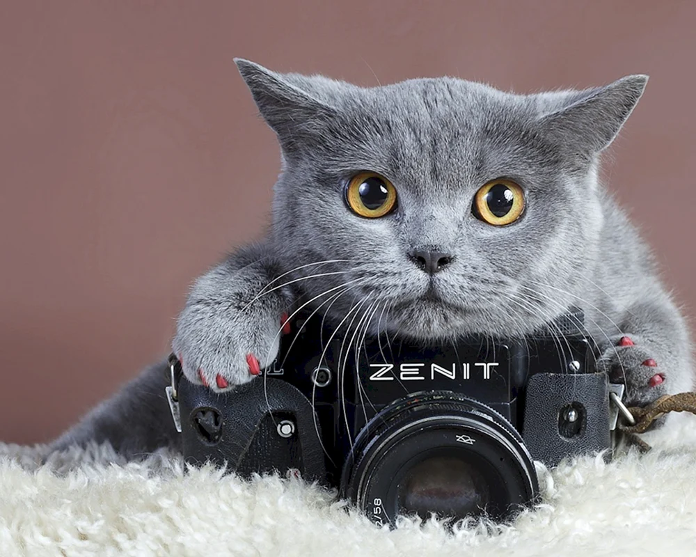 Katze wartend