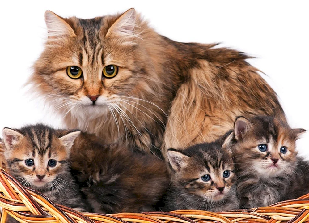 Süße Katzen