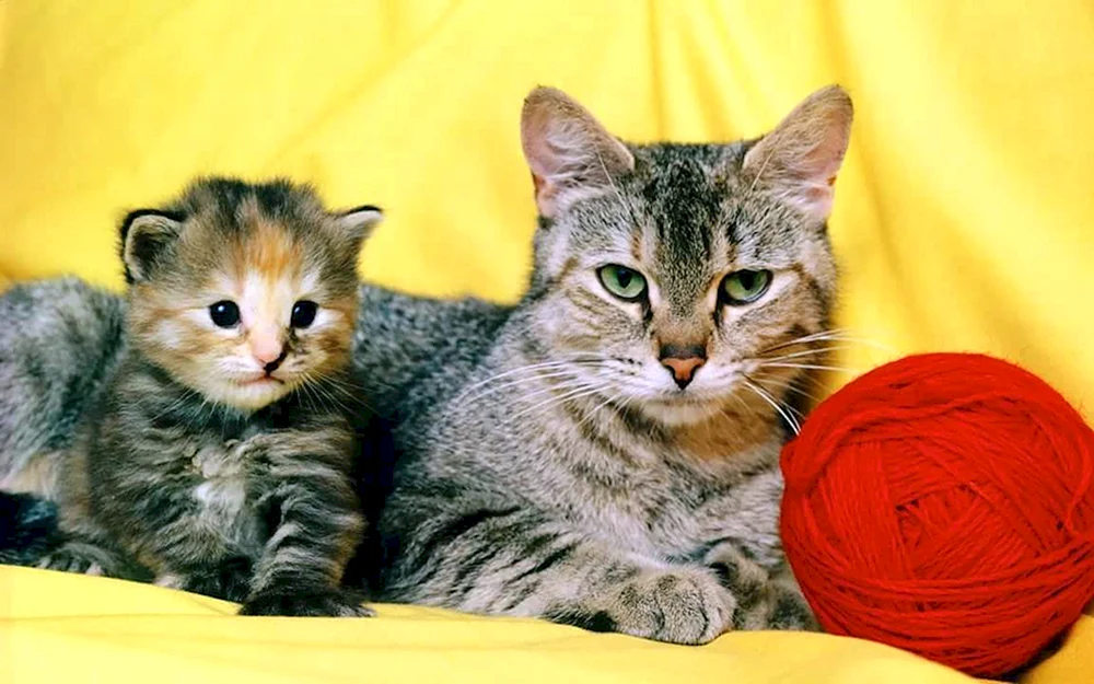 Katzenliebe