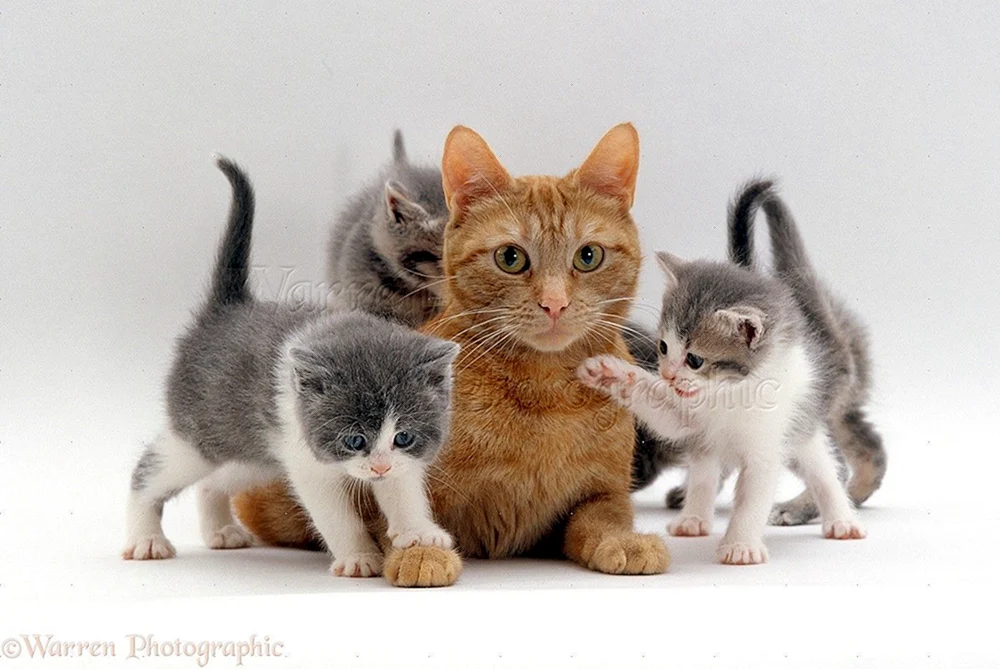 Katzen