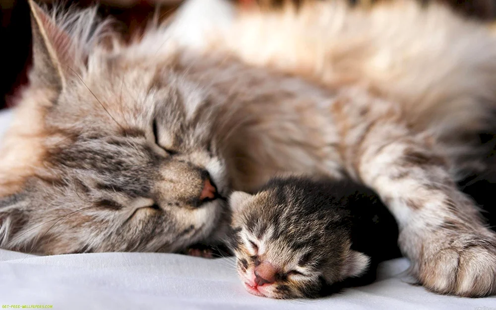 Katzenmama