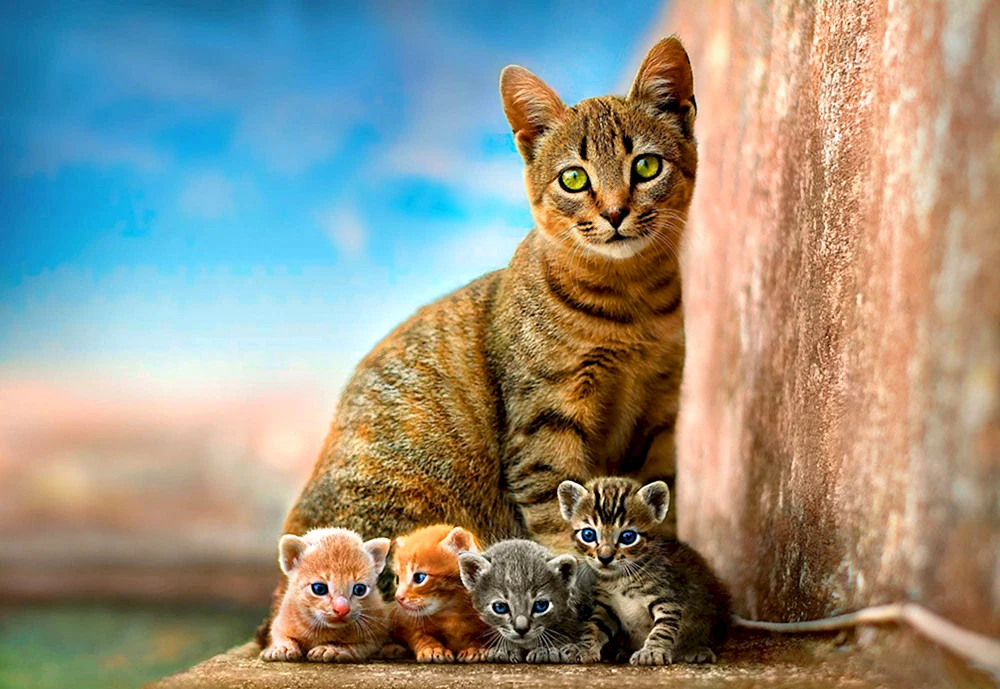 Katzenmama