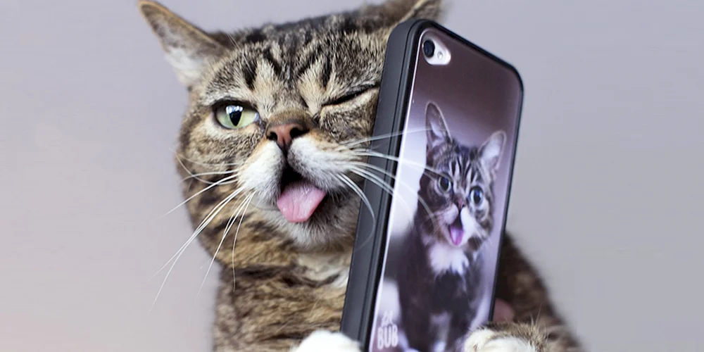Katze mit Telefon