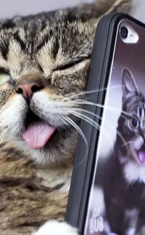 Katze mit Handy