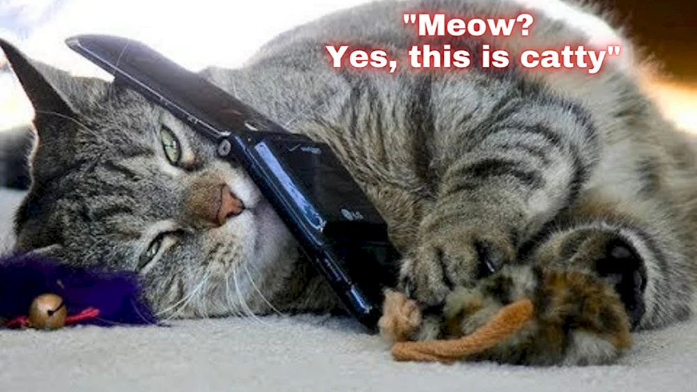 Katze mit Telefon