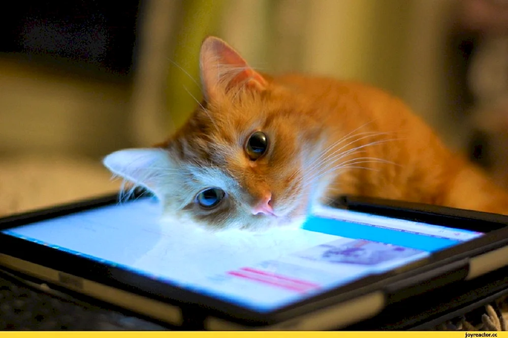 Katze, die Selfies macht