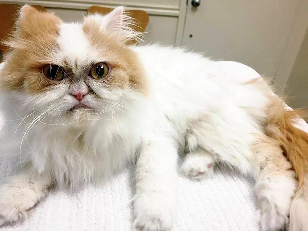 Exotische Katze mit flachem Flachgesichtige Katze