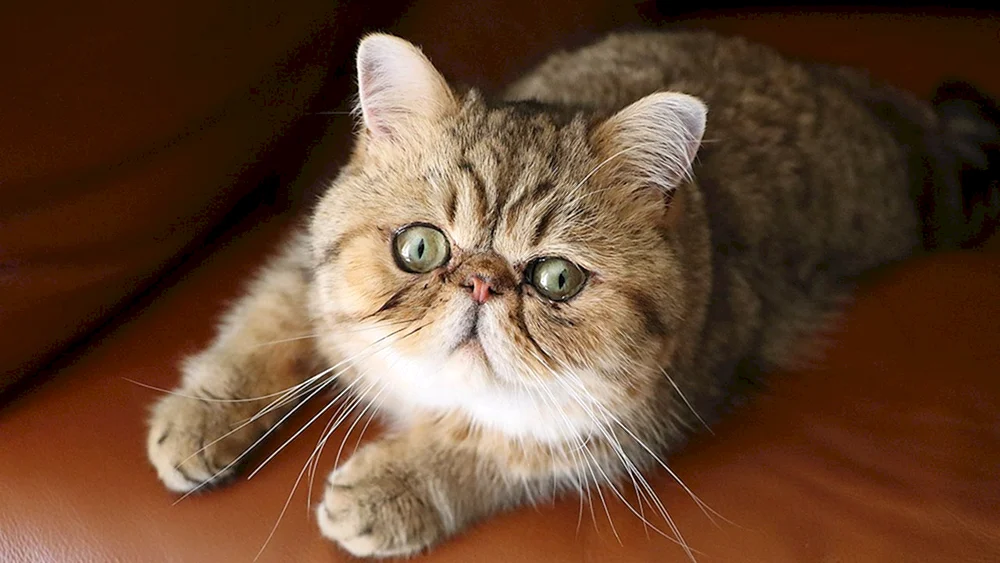 Exotische Katze