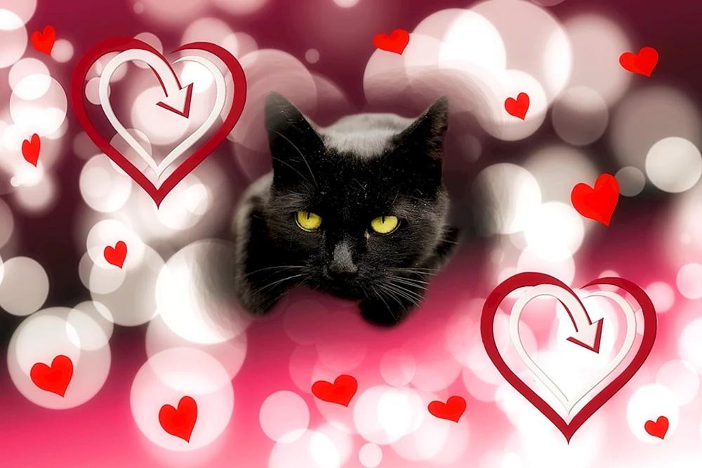 Katze mit Herz