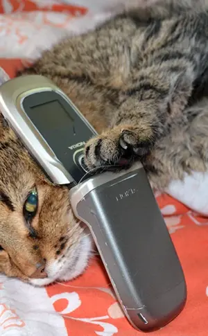 Katze mit Telefon