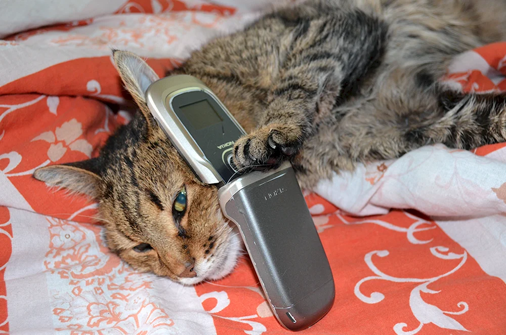 Katze mit Telefon