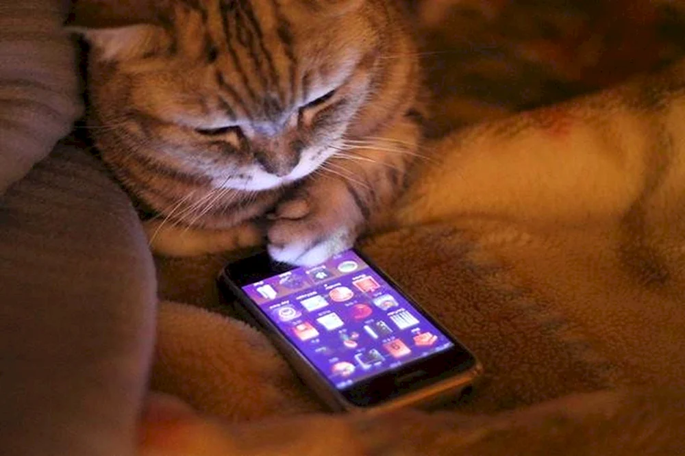 Katze mit Telefon