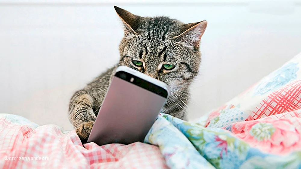 Katze mit Telefon