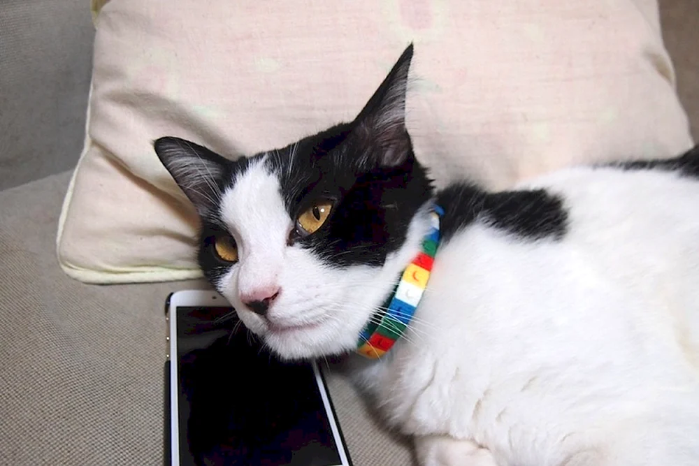 Katze mit Telefon