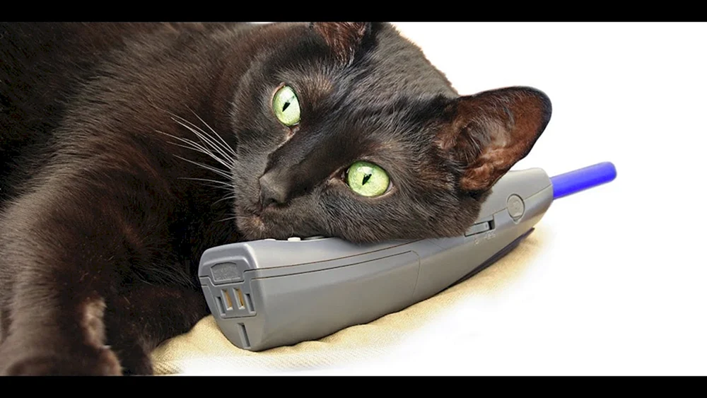 Katze mit einem Telefon
