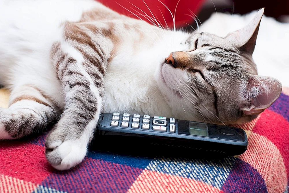 Katze mit einem iPhone