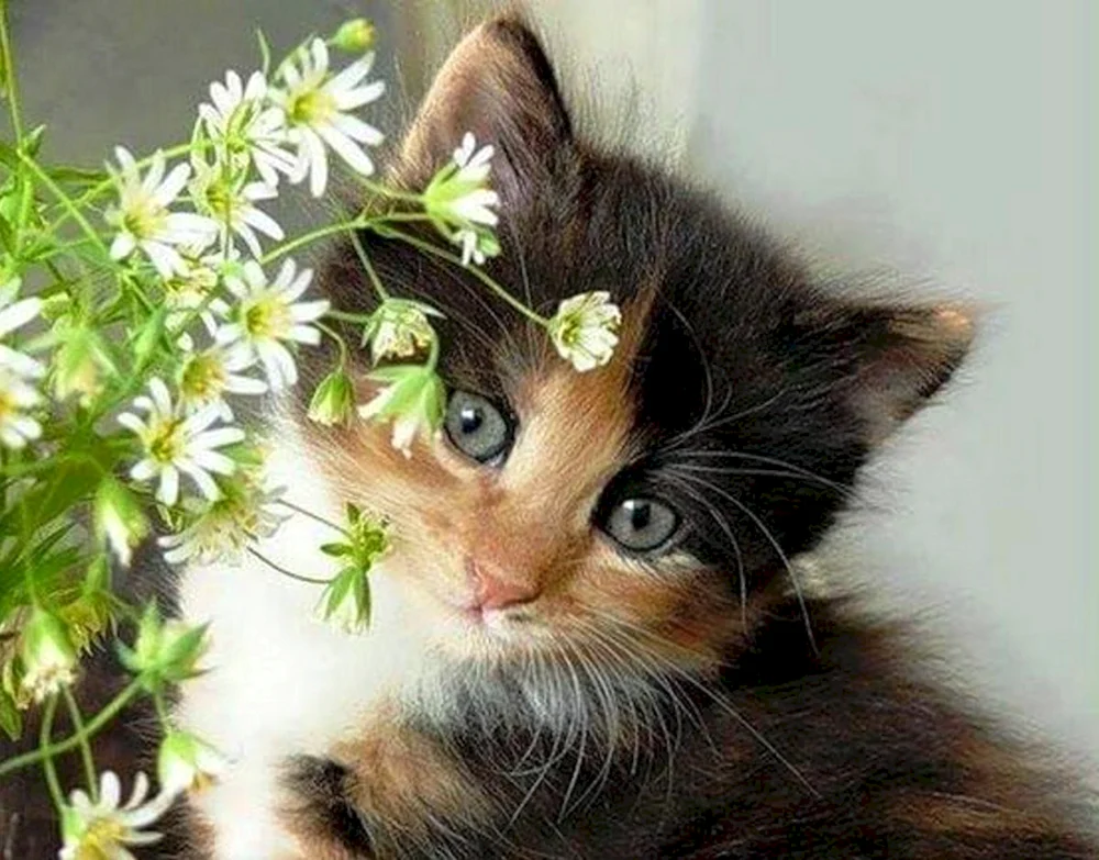 Katze mit Blumen