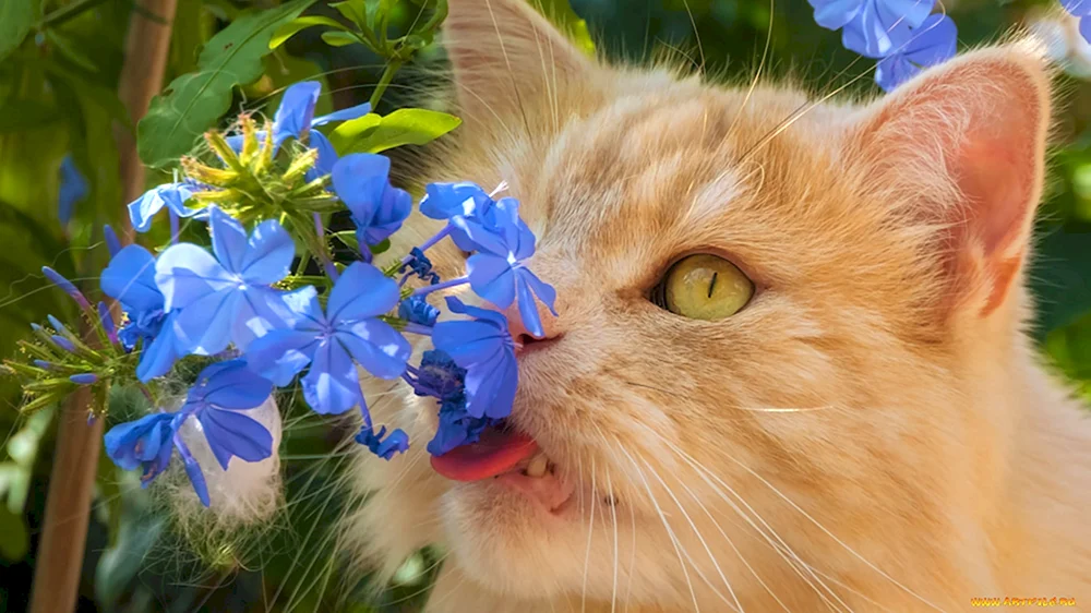 Katze mit Blumen