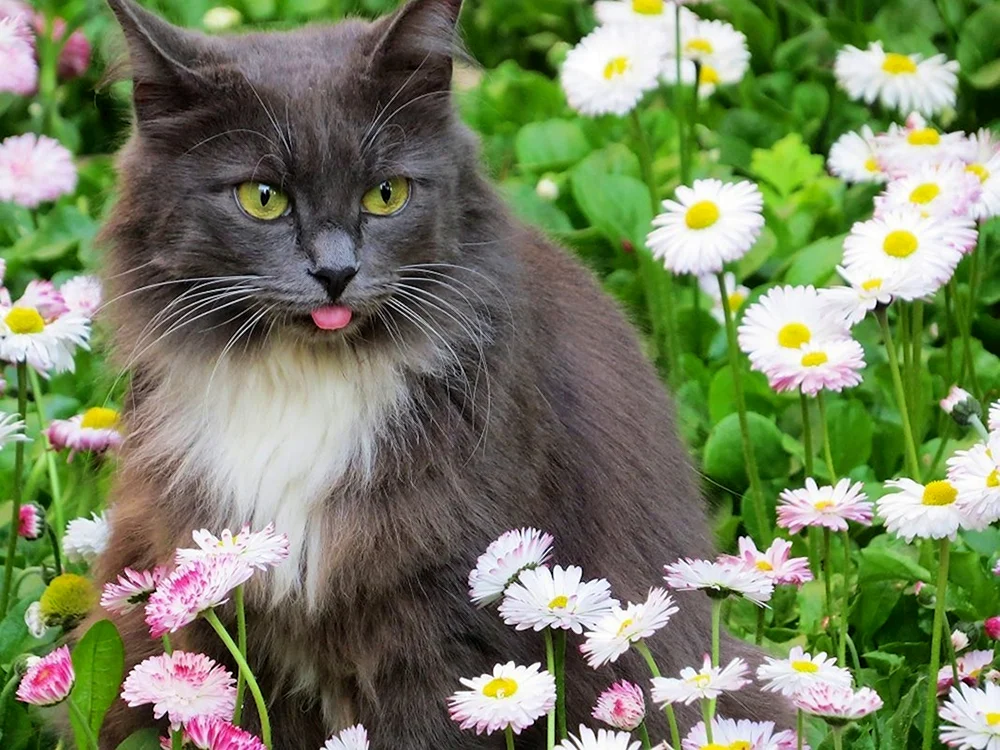 Katze mit Blumen