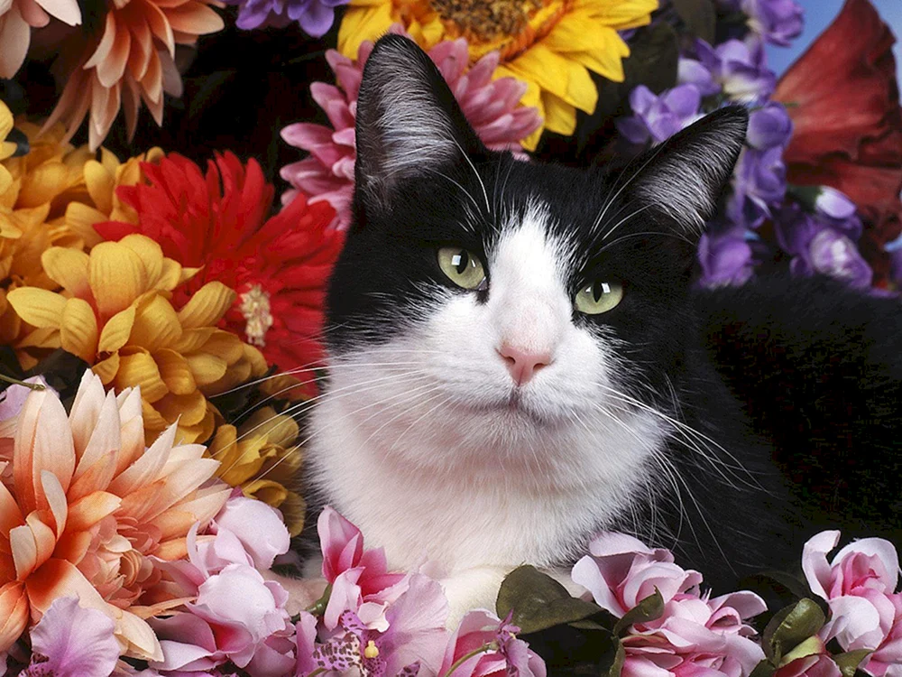 Katze mit Blumen