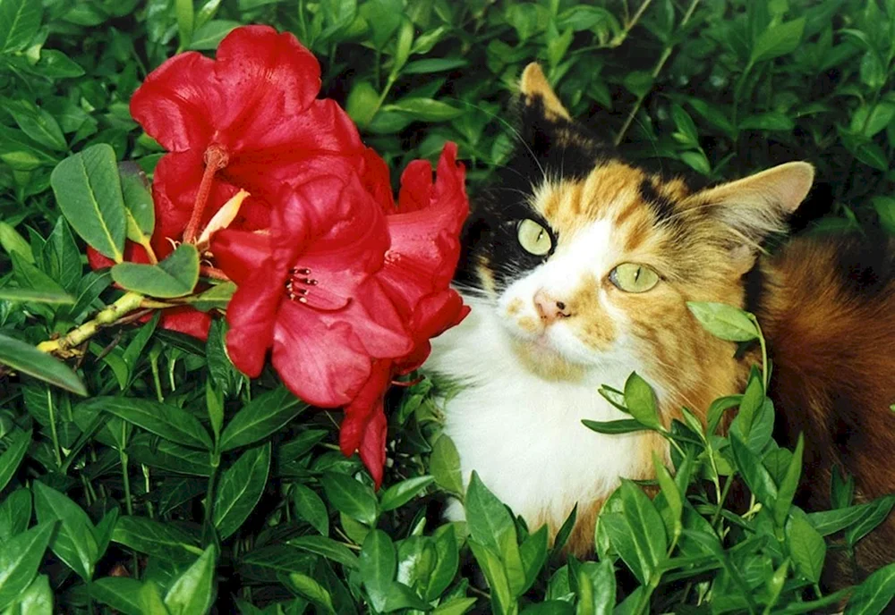 Katze mit Blumen