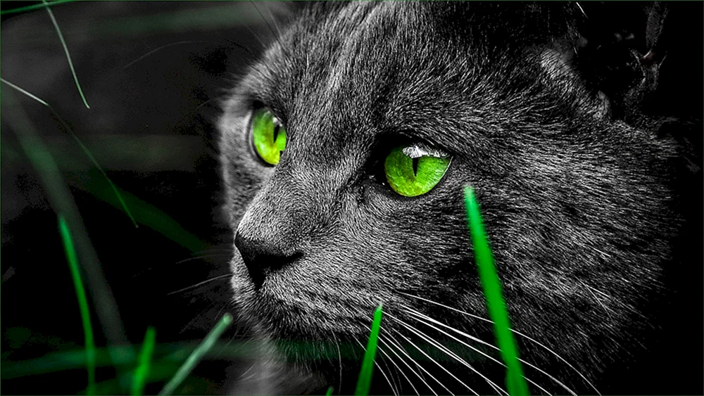 Grünäugige Katze