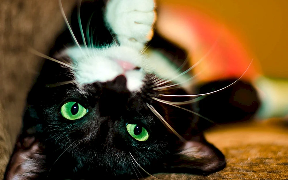 Grünäugige Katze