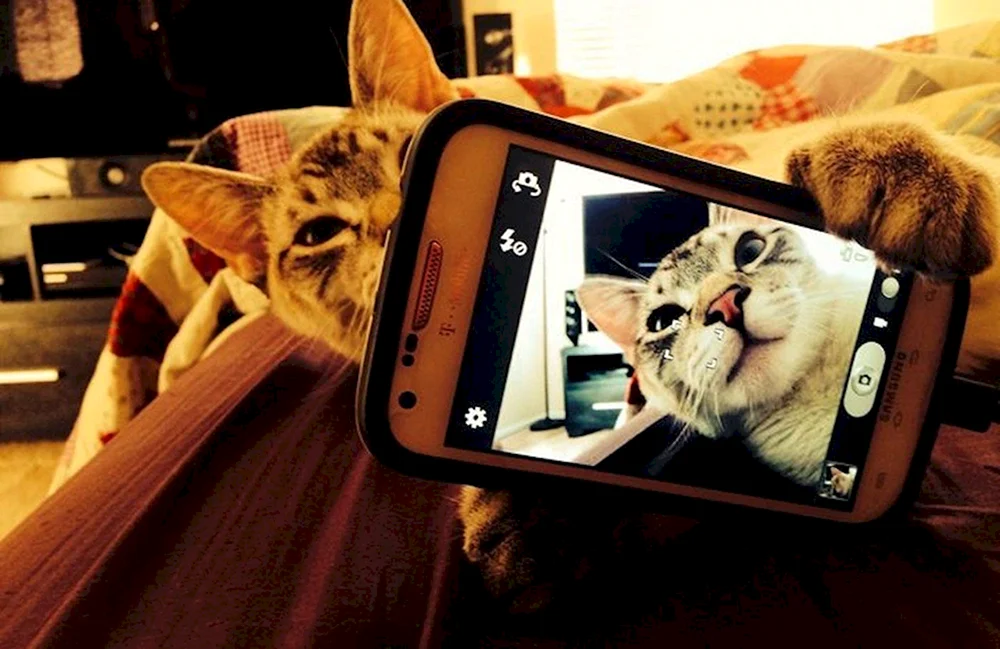 Katze mit Selfies