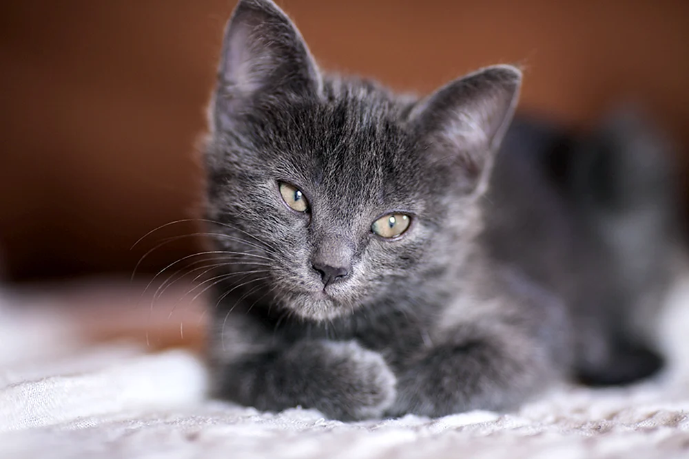 Smoky Katze Farbe