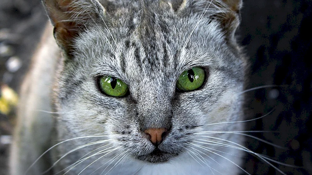 Ochos azules Katze