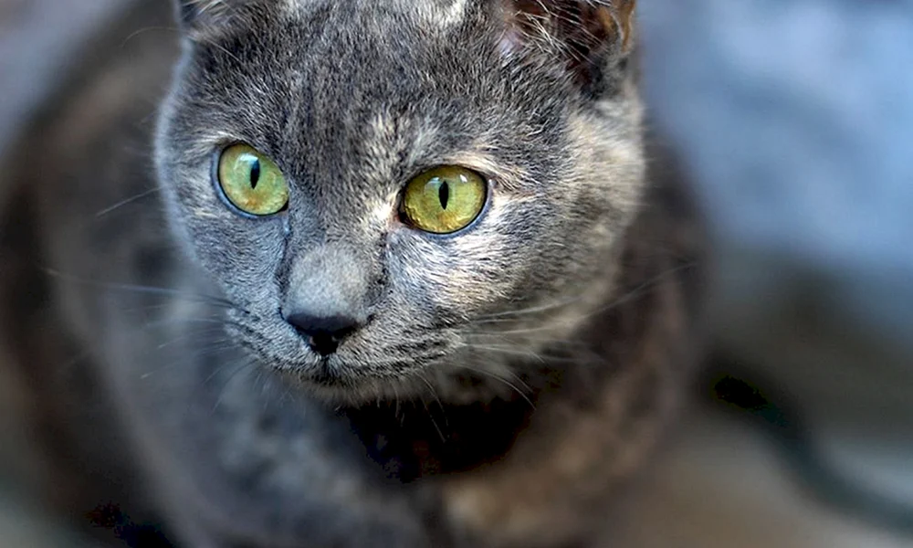 Katze Sibirisch Blau Kurzhaar Katze