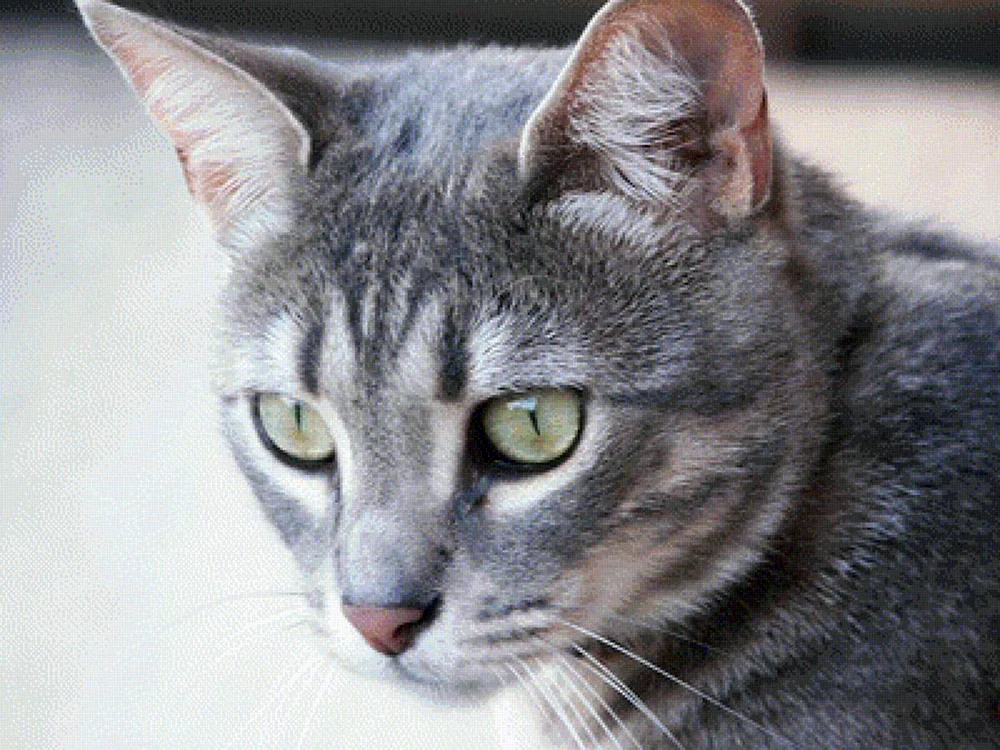 Corat chartreuse Cartesianische Katze