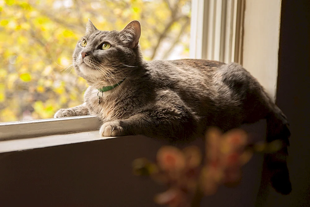 Katze schmachtet