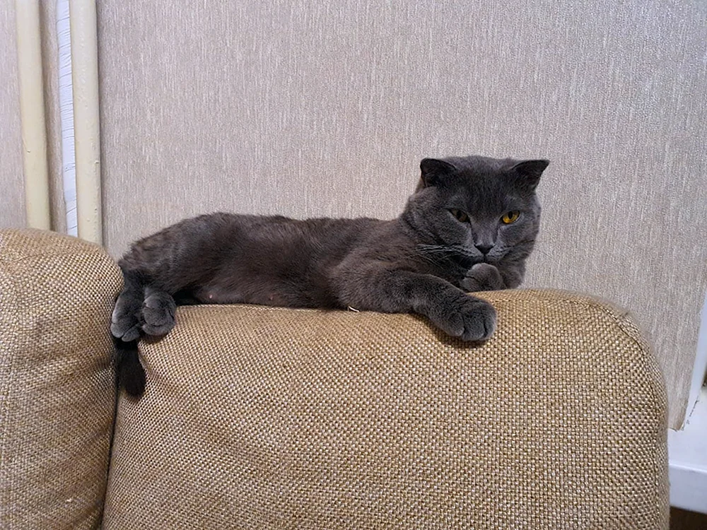Britische Schokoladenschopfkatze
