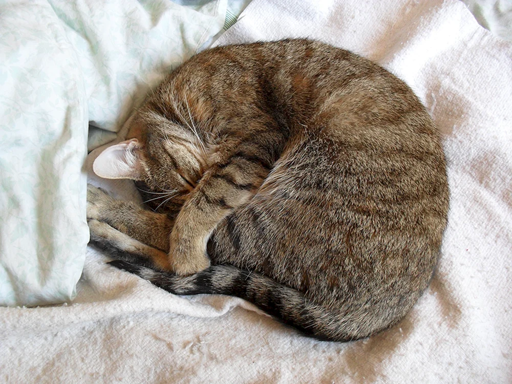 Schlafende Katze