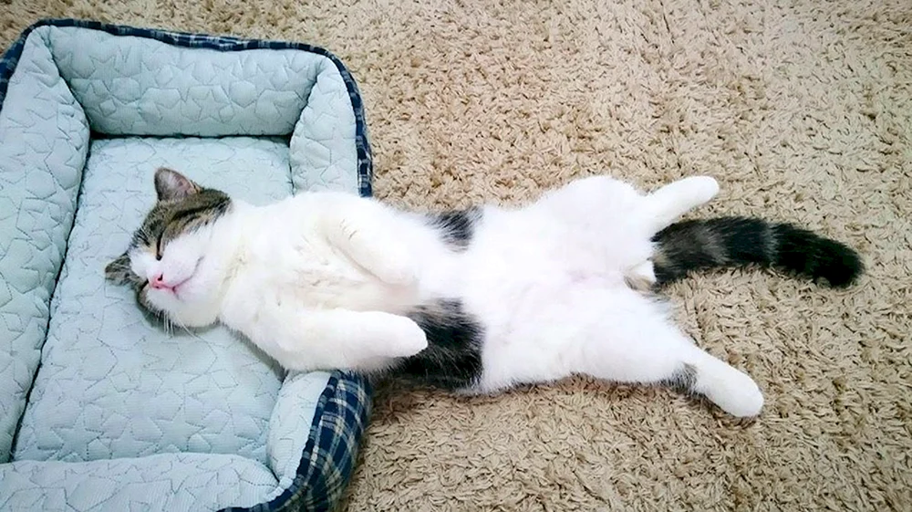 Katze schläft