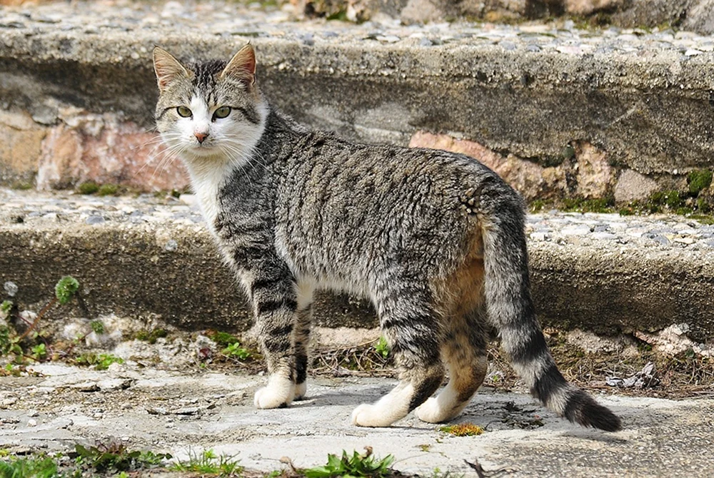 Maine Coon Katze
