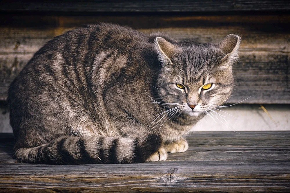 Europäische Kurzhaar-Tabby-Katze