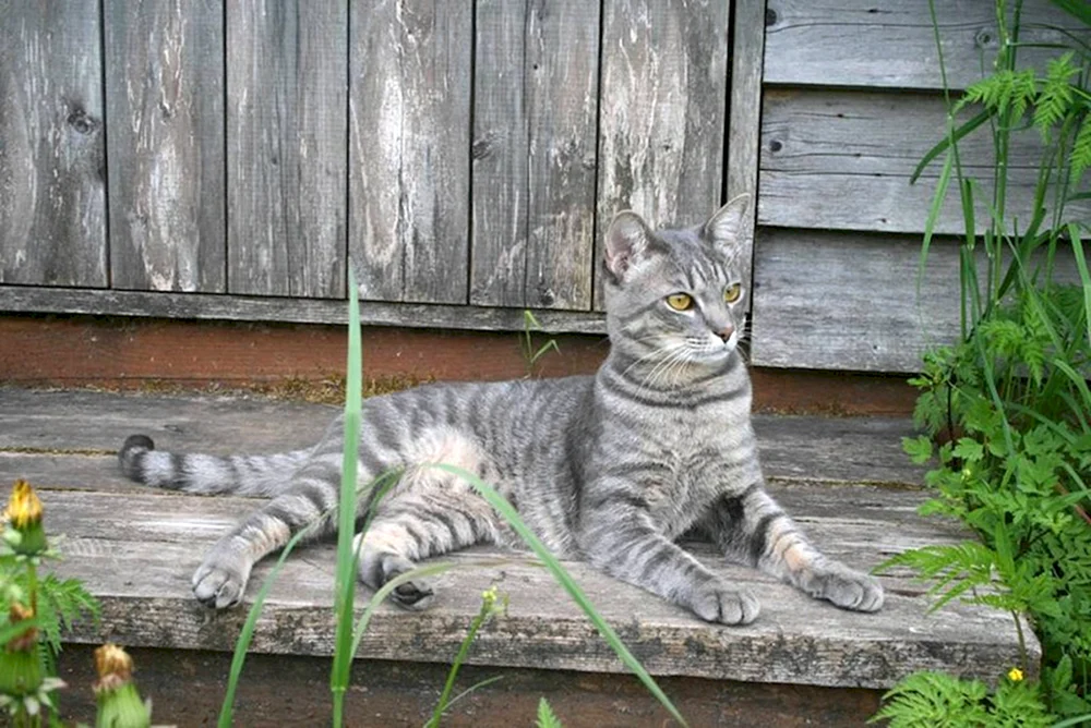 Tabby getigert gestreift