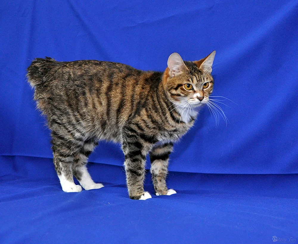 Tiger Katzenrasse