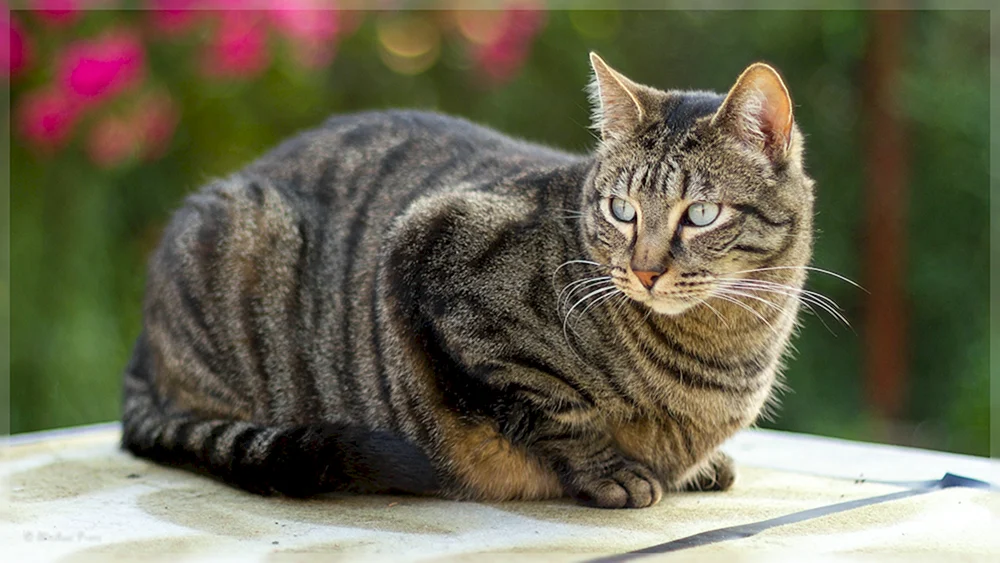 Katze Tabby getigert